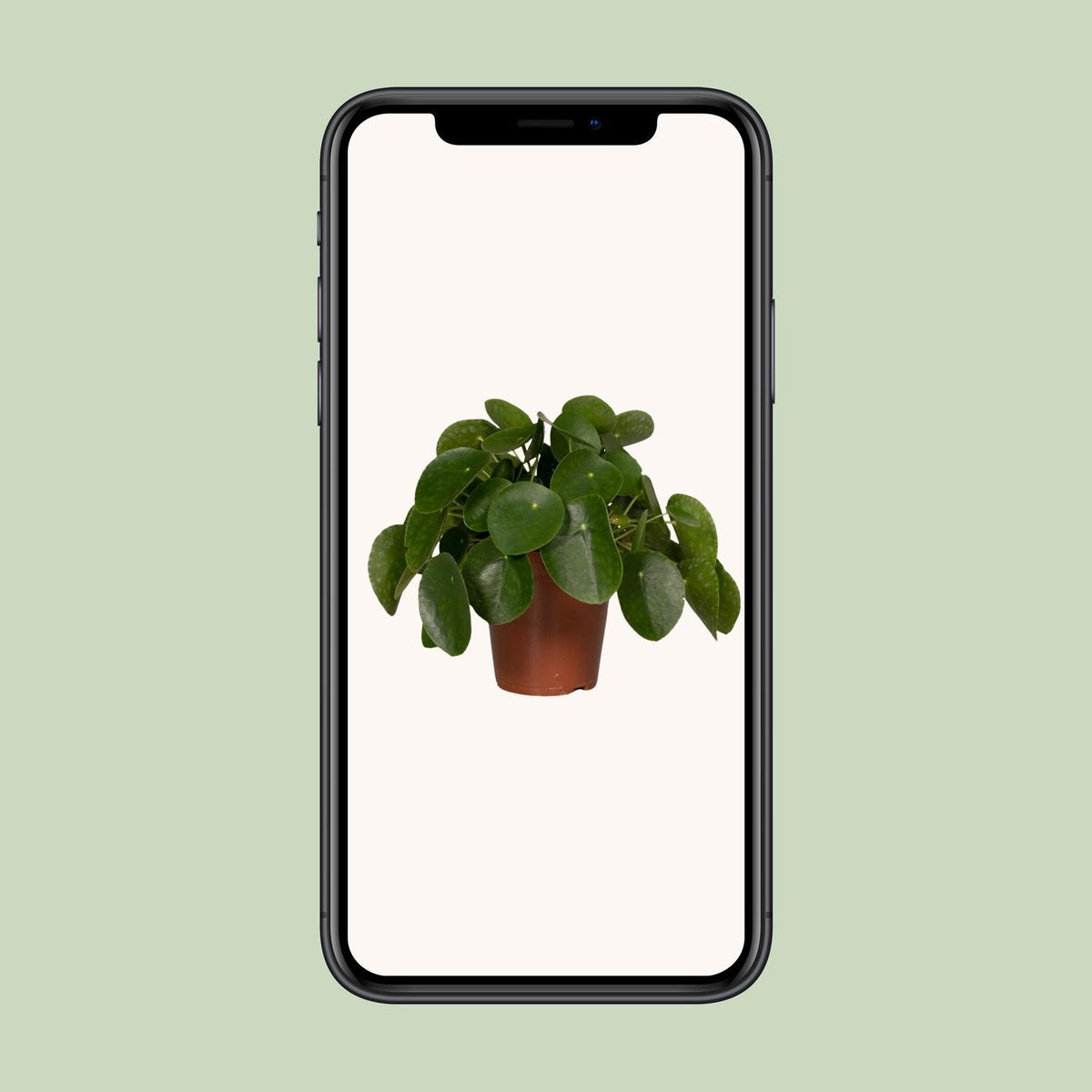Pilea Peperomiodes – Ø15 cm, 25 cm hoog