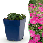 Géranium sanguineum 'Max Frei' (géranium vivace) – rose – 6 plantes, Ø11 cm, 15–25 cm de haut