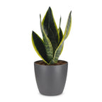 Sansevieria Future Superb (mother-in-law's tongue) in grey Potter decorative pot – Ø12 cm, 35 cm high
