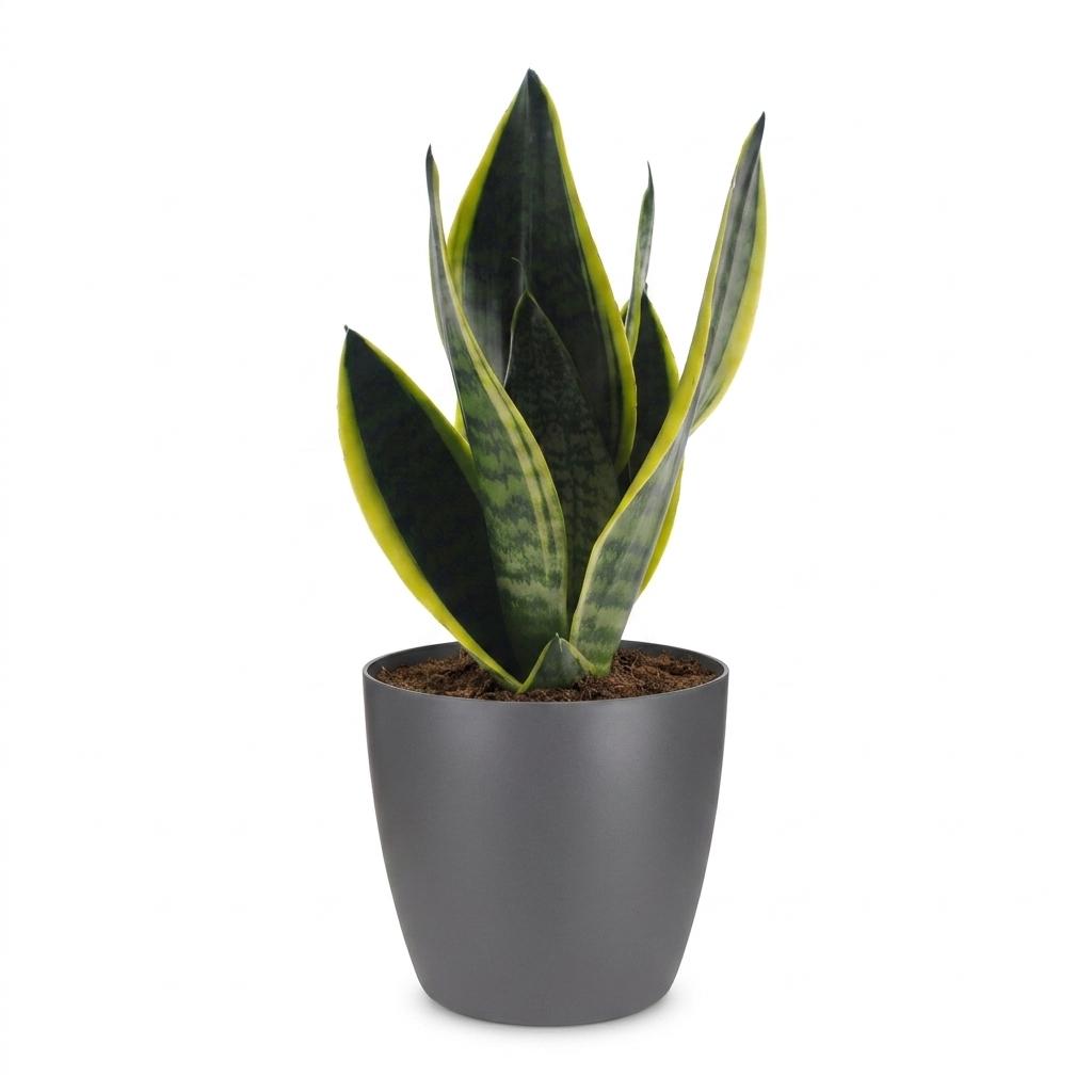 Sansevière Future Superb (langue de belle-mère) dans pot décoratif gris – Ø12 cm, 35 cm de haut – photo 2