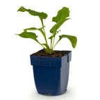 Echinacea purp. 'Alba' (échinacée) – blanc – Ø11 cm, 15–25 cm de haut