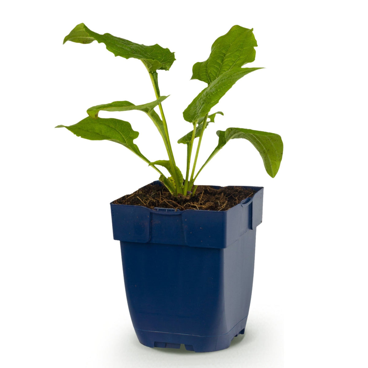 Echinacea purp. 'Alba' (échinacée) – blanc – Ø11 cm, 15–25 cm de haut – photo 2