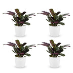 4× Ctenanthe burle-marxii (fishbone plant) in white Potter decorative pot – Ø12 cm, 30 cm high