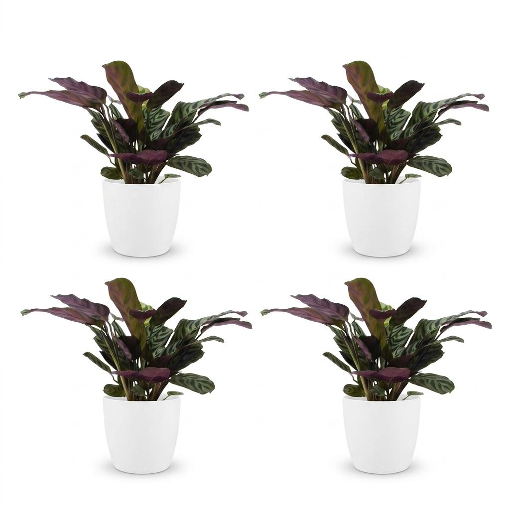 4× Ctenanthe burle-marxii (fishbone plant) in white Potter decorative pot – Ø12 cm, 30 cm high – photo 2
