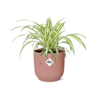 Chlorophytum comosum Variegatum in ELHO Vibes Fold 14cm roze (graslelie) – 10 cm hoog