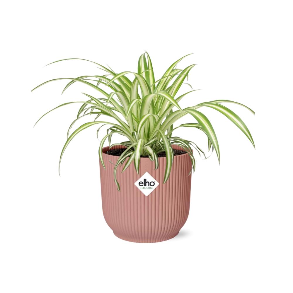 Chlorophytum comosum Variegatum in ELHO Vibes Fold 14cm roze (graslelie) – 10 cm hoog