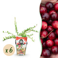 Vaccinium macrophylla 'Early Black' (myrtille) – 6 plants, Ø9 cm, 35 cm de haut