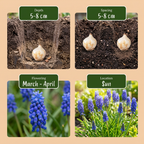 Armeense druifhyacint (Muscari armeniacum) – 100 bloembollen (bolmaat 7/8)