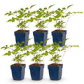Astilbe 'Europa' (Fliederblumen) – rosa – 6 Pflanzen, Ø11 cm, 15–25 cm hoch