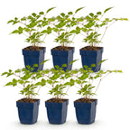 Astilbe 'Europa' (Fliederblumen) – rosa – 6 Pflanzen, Ø11 cm, 15–25 cm hoch