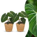 2× Philodendron gloriosum met mand – Ø12 cm, 25 cm hoog