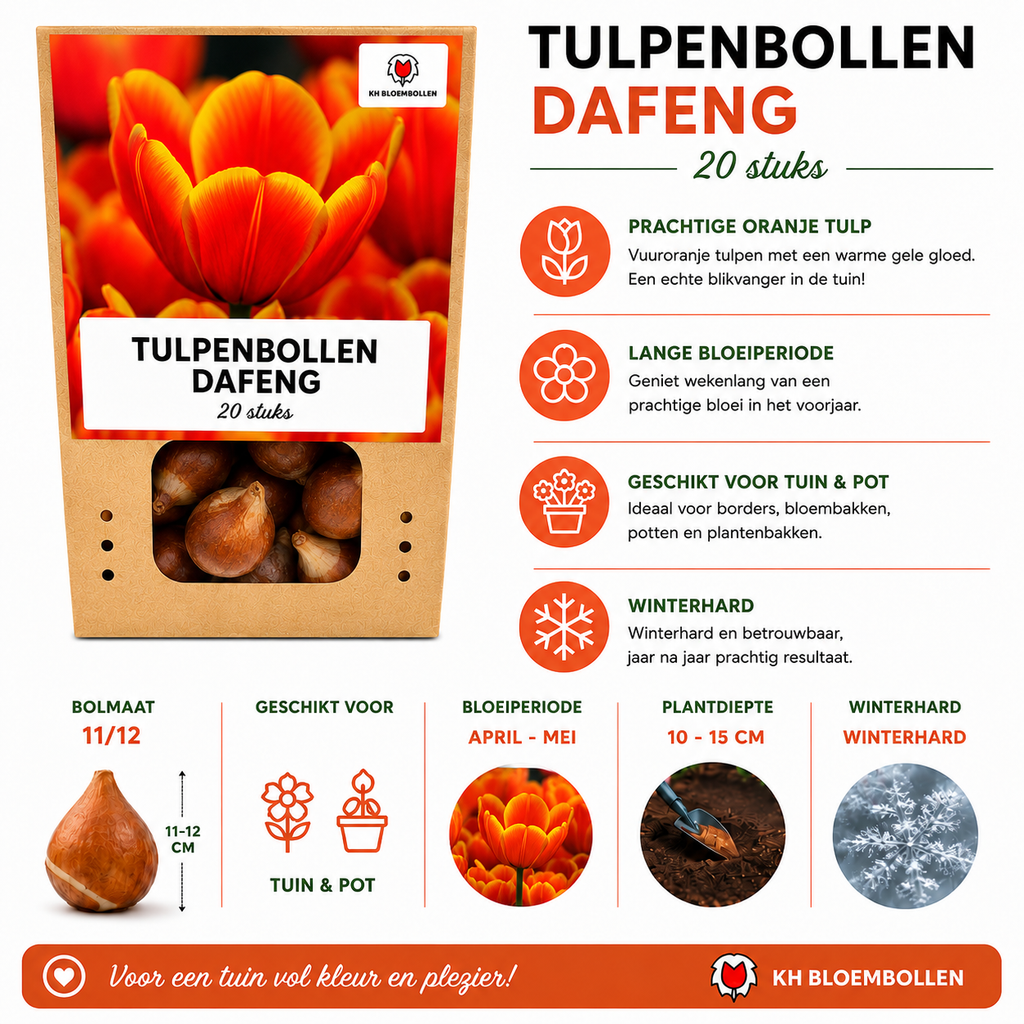 Tulp 'Dafeng' – 20 bloembollen (bolmaat 11/12)