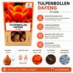 Tulp 'Dafeng' – 20 bloembollen (bolmaat 11/12)