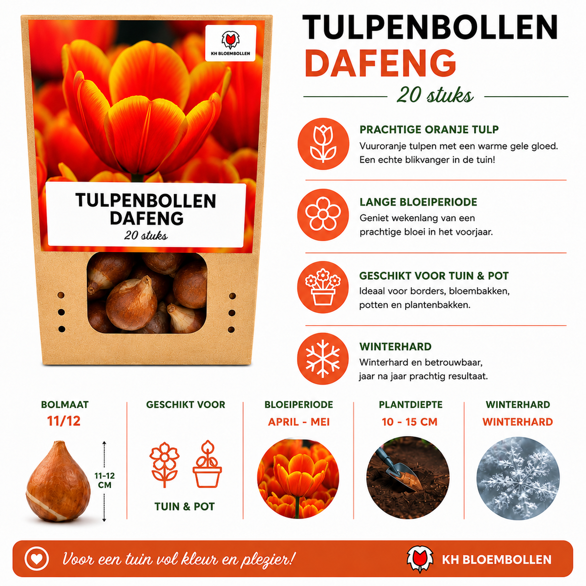 Tulp 'Dafeng' – 20 bloembollen (bolmaat 11/12)