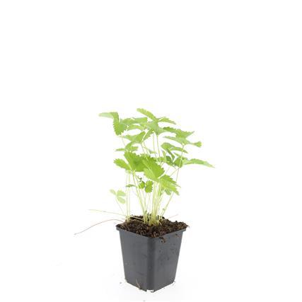 Fragaria vesca (aardbei) – 48 planten, Ø9 cm, 10–25 cm hoog