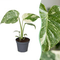 Monstera Crème Brûlée (plante percée) – Ø6 cm, 14 cm de haut