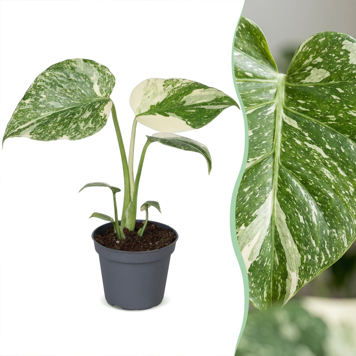 Monstera Creme Brulee (Fensterblatt) – Ø6 cm, 14 cm hoch