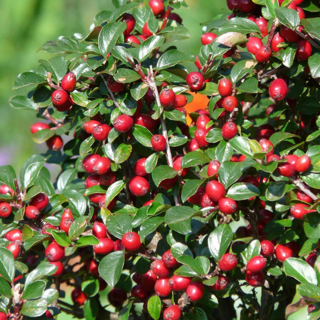 Cotoneaster dam. 'Major' (dwarf cotoneaster) – 60 plants, Ø9 cm, 25 cm high – photo 5