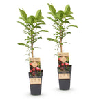 Actinidia deliciosa 'Ken,s Red' (kiwi) – 2 plantor, Ø15 cm, 50 cm höga