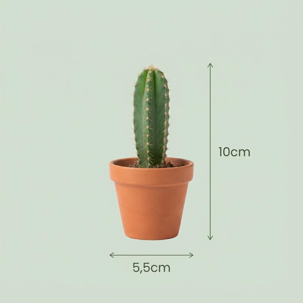 15× Mini Cactus Mix (Cactaceae) – Ø8 cm, 5–10 cm hoog
