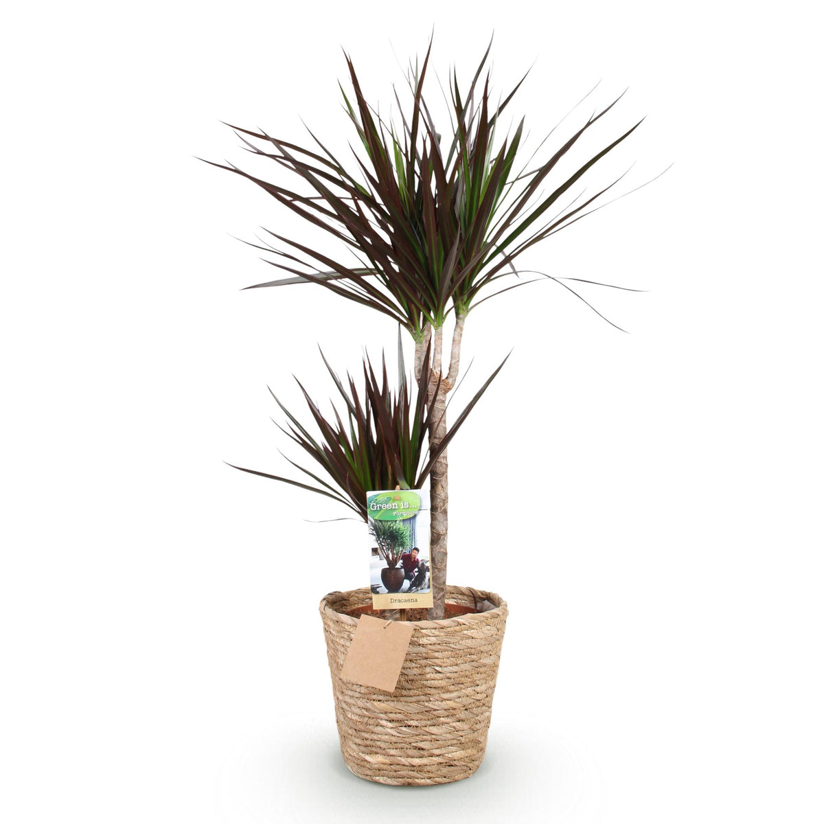 Dracaena Magenta (drakenboom) met mand – Ø21 cm, 90–100 cm hoog