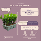 Buxus 'NewGen Freedom' – 24 plants, Ø7 cm, 15 cm high