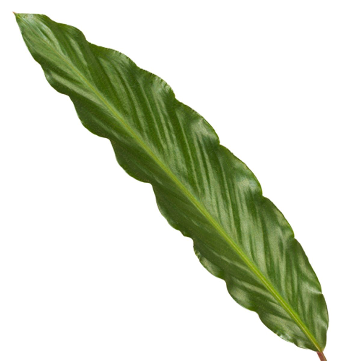 Calathea Wavestar – Ø19 cm, 80 cm de haut