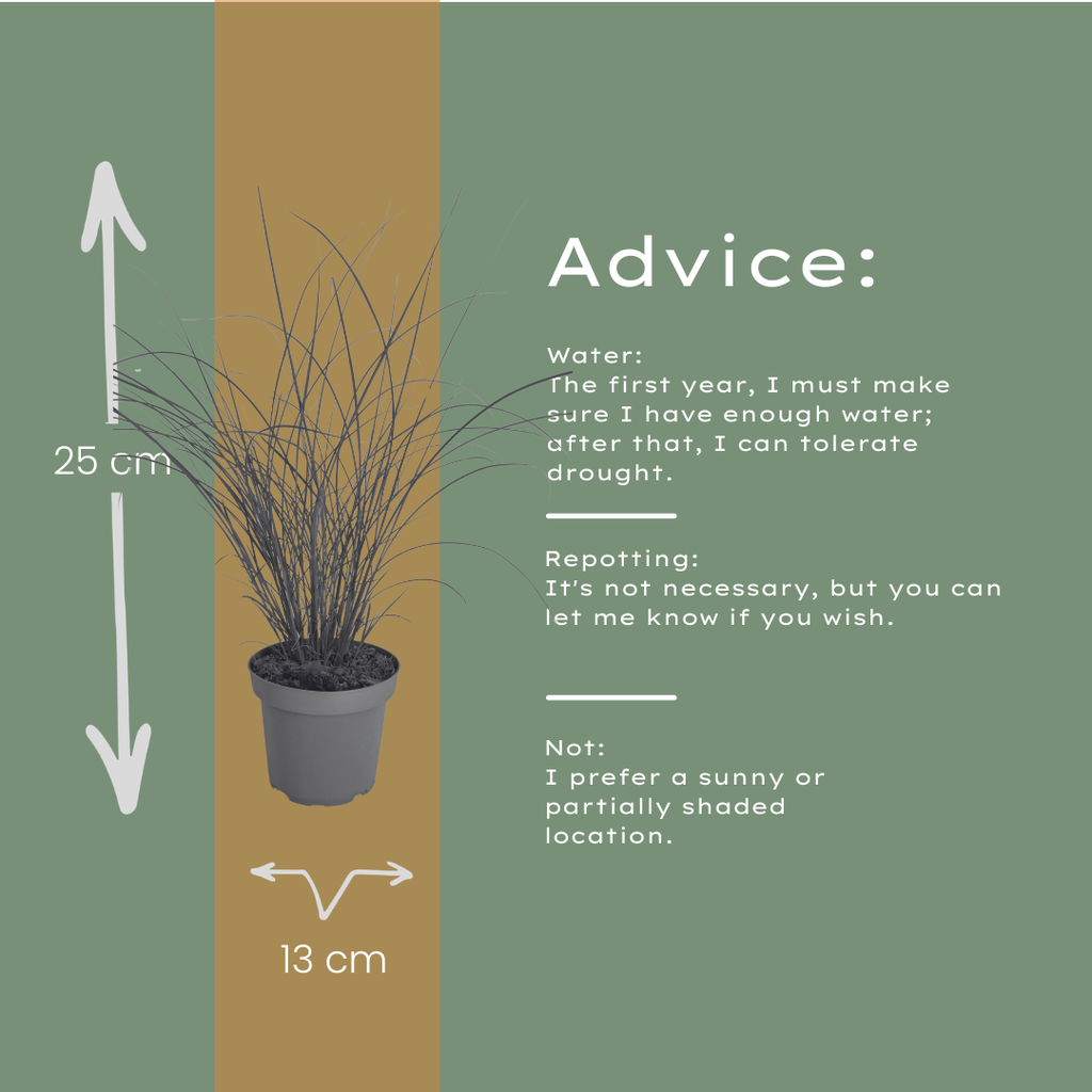 Miscanthus sinensis 'Gracillimus' (Zierreisigras) – 6 Pflanzen, Ø12 cm – Bild 7