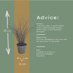 Miscanthus sinensis 'Gracillimus' (Zierreisigras) – 6 Pflanzen, Ø12 cm