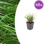 Carex morrowii (Segge) – 48 Pflanzen, Ø9 cm, 10–25 cm hoch