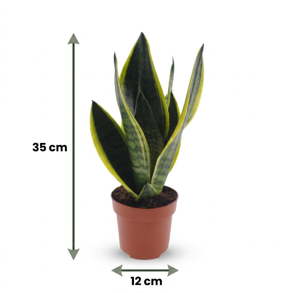Sansevière Future Superb (langue de belle-mère) – Ø 12 cm, 35 cm de haut