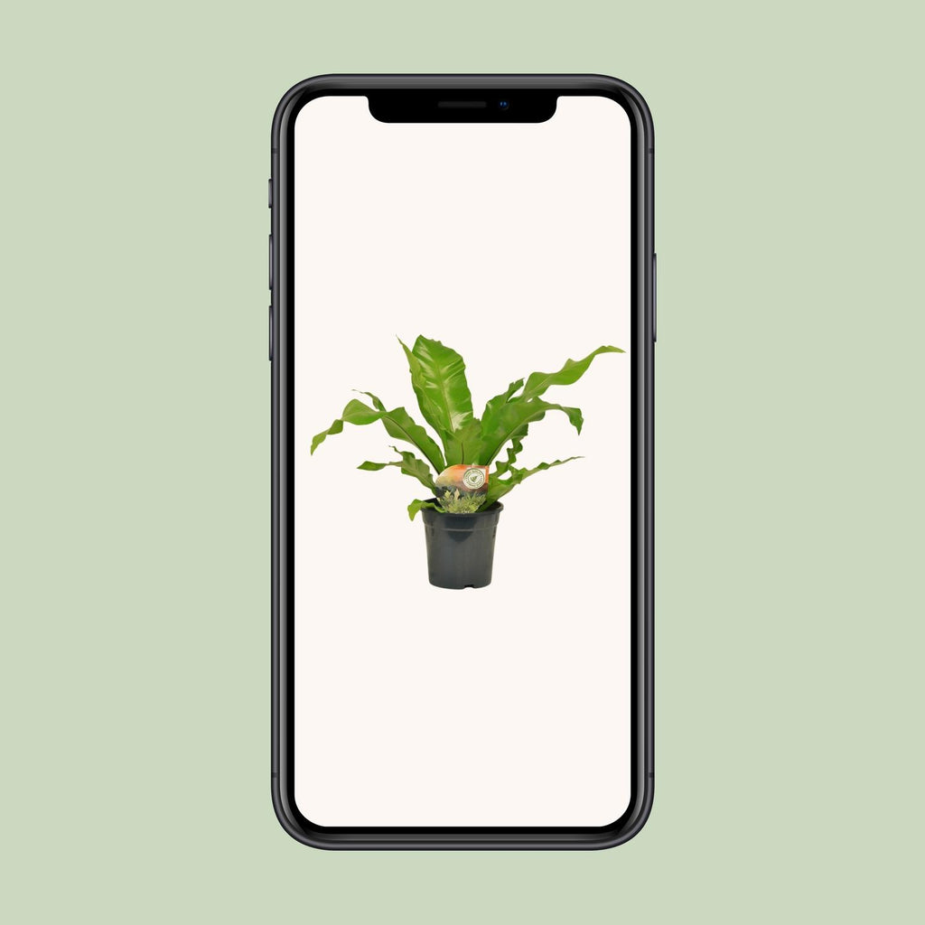 Asplenium nidus (fugleredbreg) – Ø17 cm, 60 cm høj
