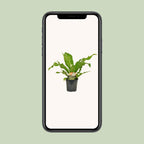 Asplenium nidus (fugleredbreg) – Ø17 cm, 60 cm høj