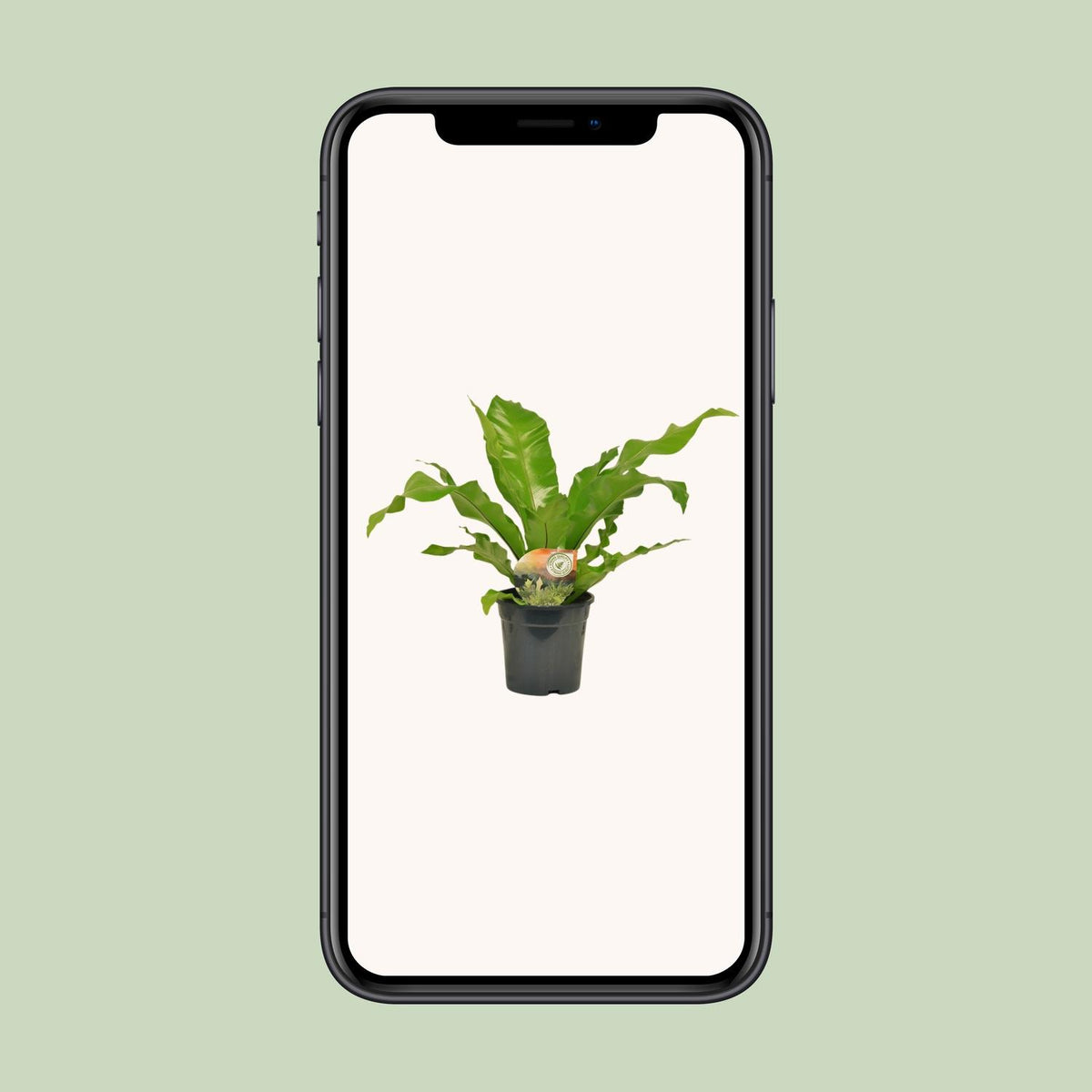 Asplenium nidus (fugleredbreg) – Ø17 cm, 60 cm høj