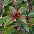 Cornus alba 'Kesselringii' (purple branches) – Ø17 cm, 45 cm high