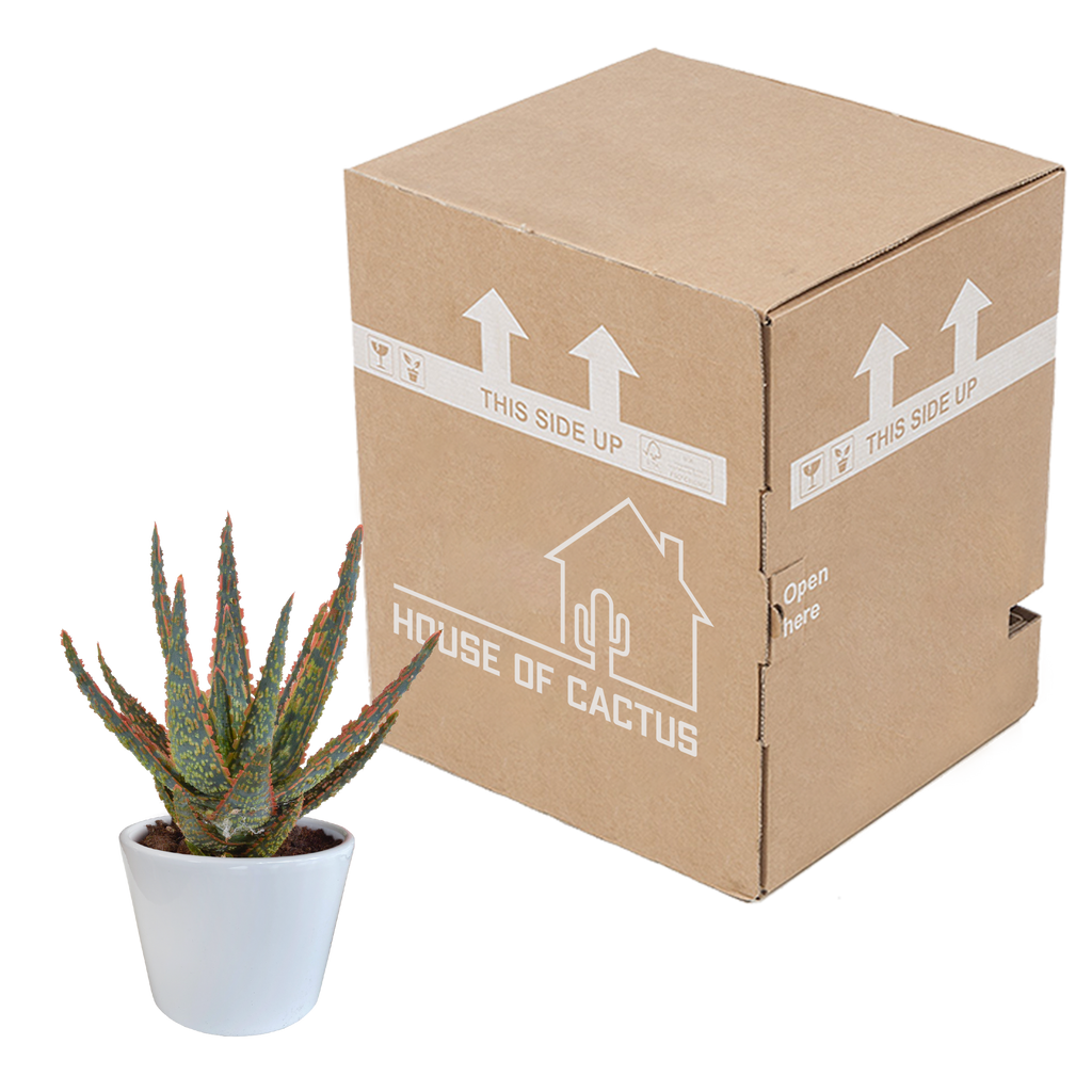 Aloë zebrina Dannyz (aloe) en pot blanc – Ø11 cm, 23 cm de haut – photo 7