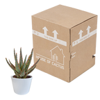 Aloë zebrina Dannyz (aloe) en pot blanc – Ø11 cm, 23 cm de haut