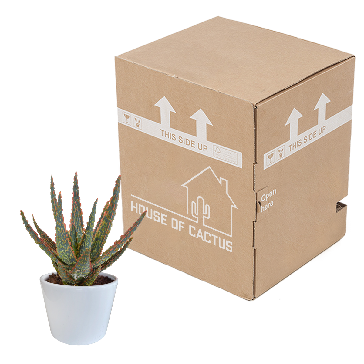 Aloë zebrina Dannyz (aloe) en pot blanc – Ø11 cm, 23 cm de haut – photo 7