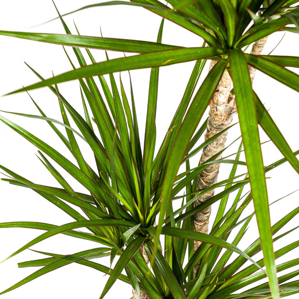 Dracaena marginata Green (Drachenbaum) – Ø 21 cm, 110–130 cm hoch