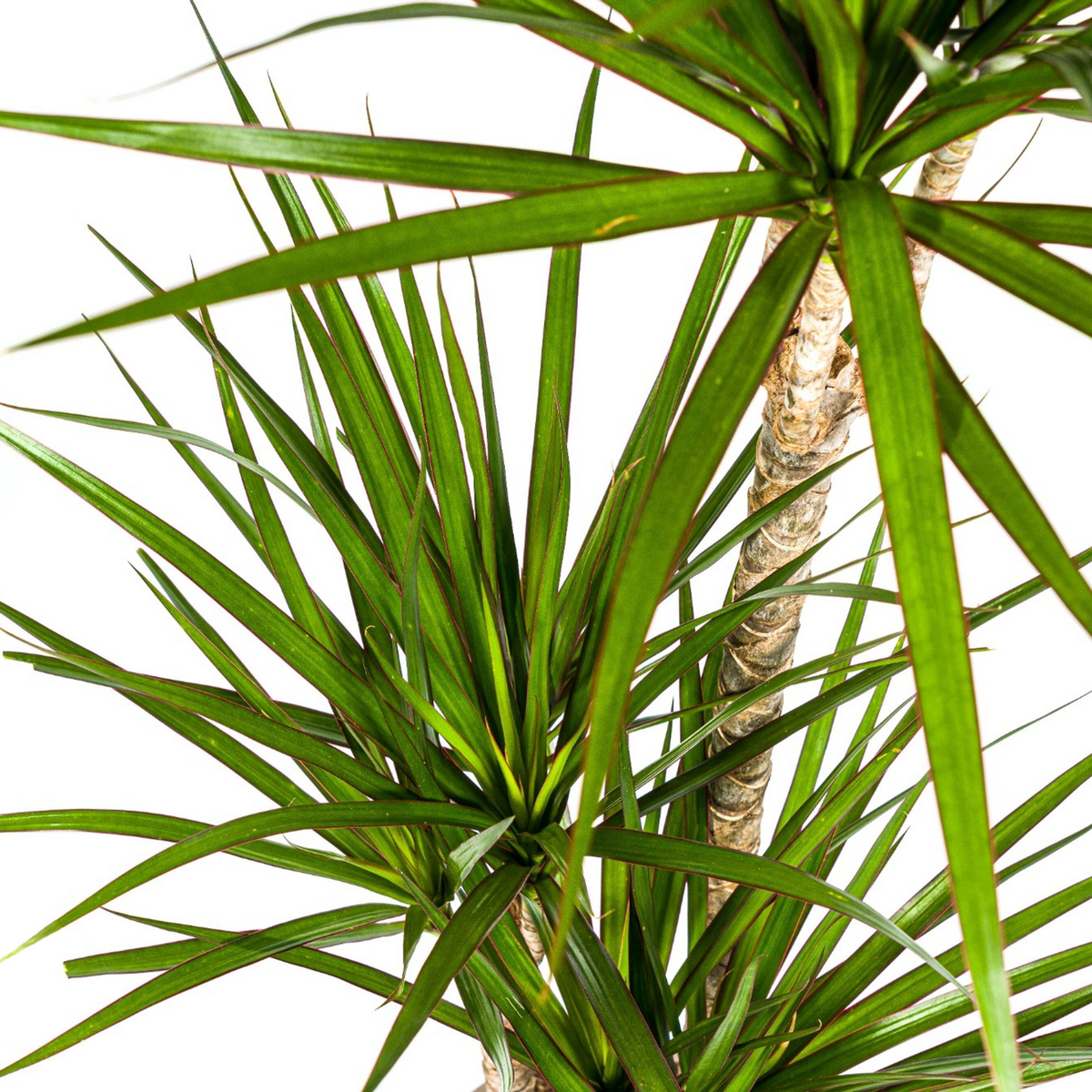 Dracaena marginata Green (drakenboom) – Ø21 cm, 110–130 cm hoog