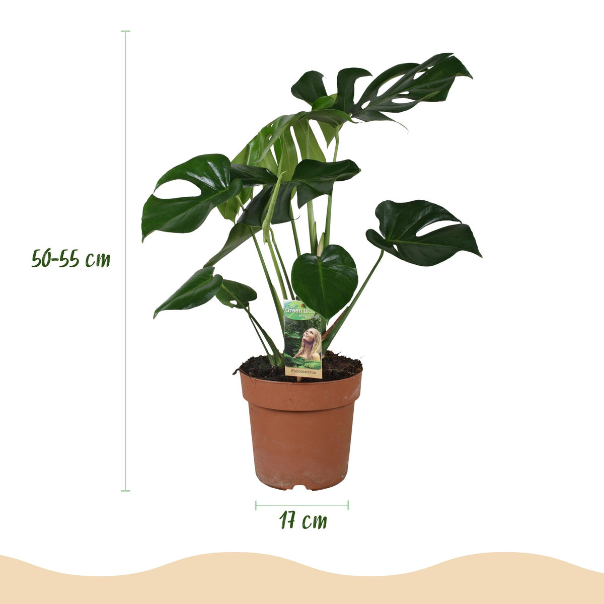 Monstera deliciosa (gatenplant) – Ø17 cm, 50–55 cm hoog