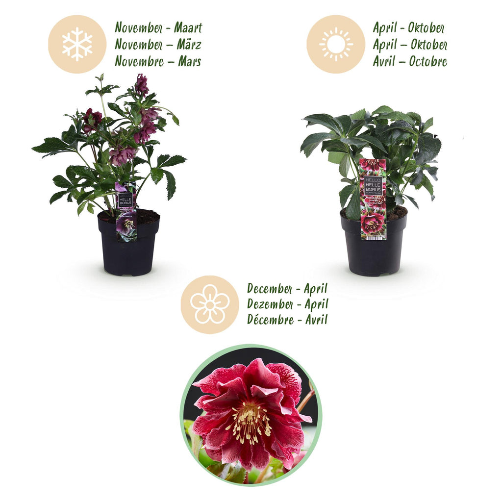 Helleborus orientalis 'Double Ellen Red' (kerstroos) – Ø14 cm, 35 cm hoog – foto 9