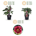 Helleborus orientalis 'Double Ellen Red' (kerstroos) – Ø14 cm, 35 cm hoog