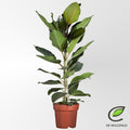 Ficus Benghalensis 'Joy' – Ø21 cm, 90 cm de haut