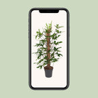Philodendron Pedatum – Ø24 cm, 120 cm hoog