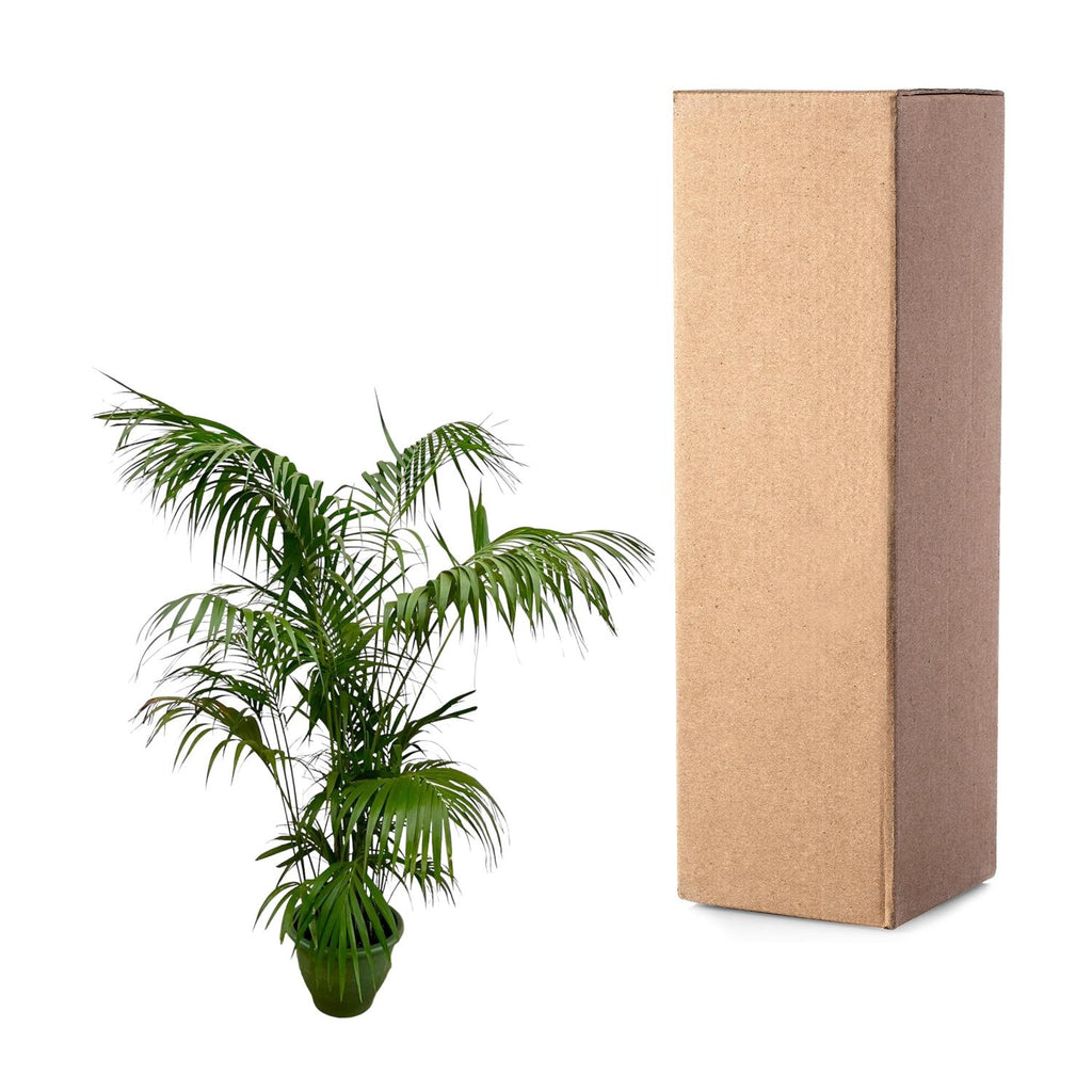 Kentia Palm XXL (Howea) – Ø32 cm, 230 cm hoog