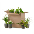6× Tweede Kans-box groene kamerplanten in 6 x pot potter zwart