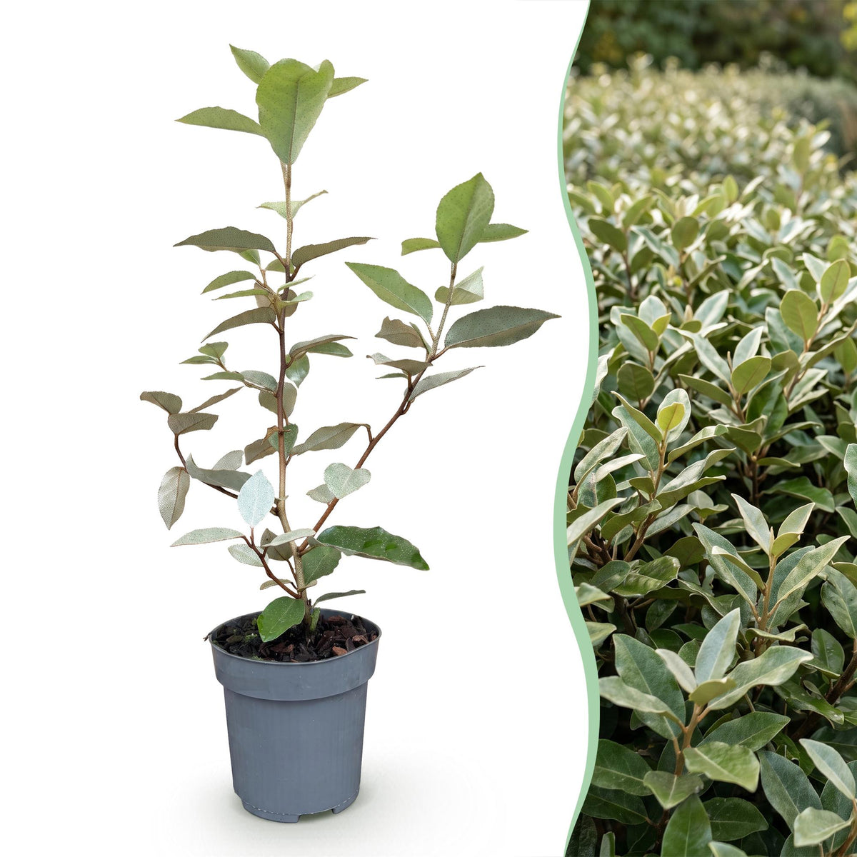 Elaeagnus ebbingei 'Compacta' (olivenpil) – 8 planter, Ø9 cm, 25–35 cm høje – billede 3