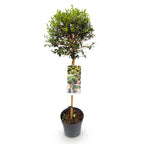Ligustrum delavayanum (Liguster) auf Stamm – Ø 19 cm, 90 cm hoch