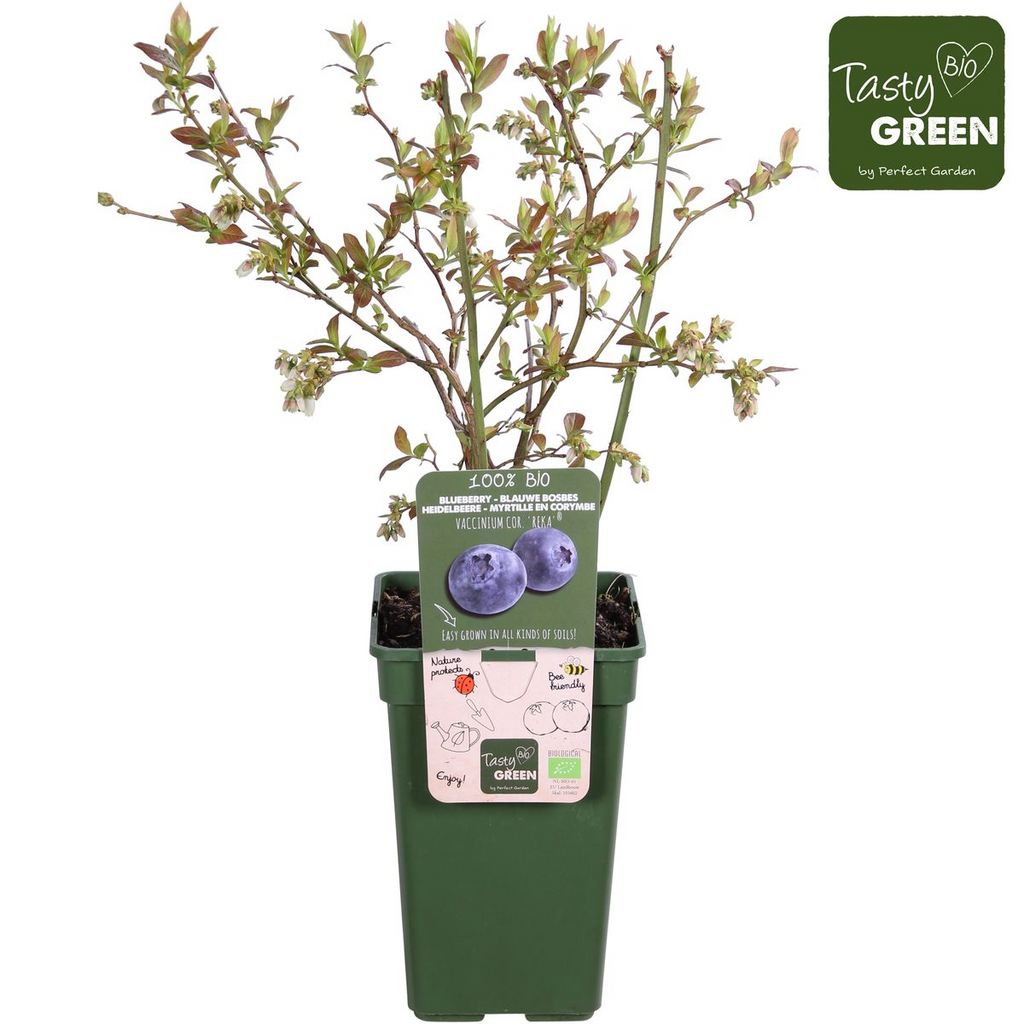 Vaccinium corymbosum 'Reka' (blauwe bes) – Ø13 cm, 30 cm hoog